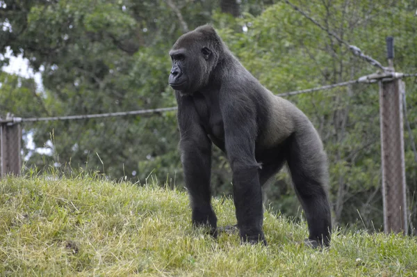 Ein Gorillaweibchen — Stockfoto