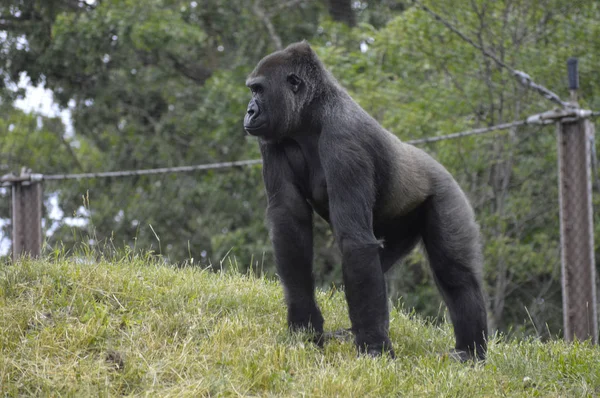 Bir dişi goril