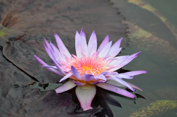 A Water Lily — Stock Photo, Image