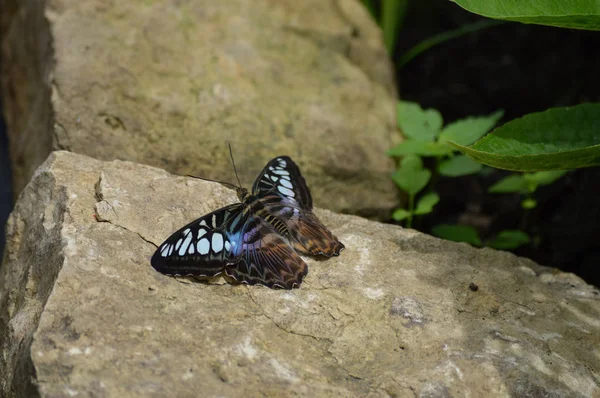 Butterfly in the Garden — Stock Photo, Image