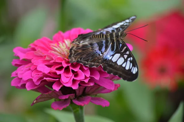 Papillon dans le jardin — Photo