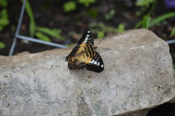 Borboleta no jardim — Fotografia de Stock