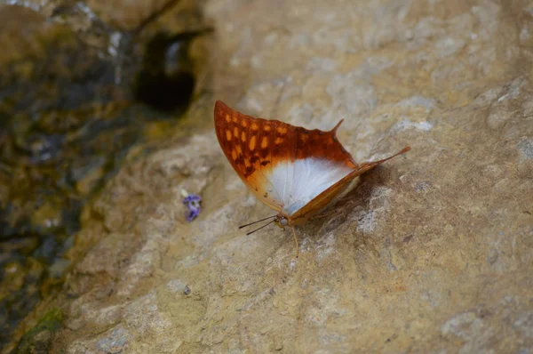 Schmetterling im Garten — Stockfoto