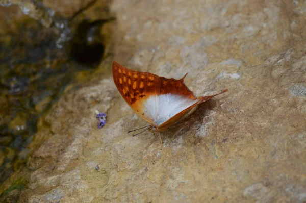 Borboleta no jardim — Fotografia de Stock