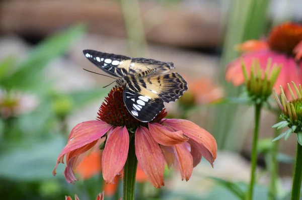 정원에 있는 나비 — 스톡 사진