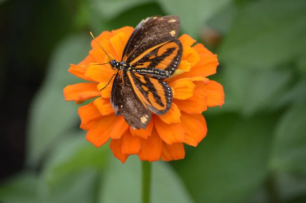 Papillon dans le jardin — Photo