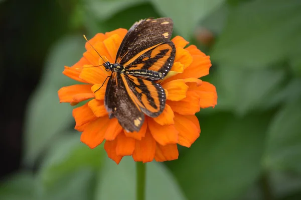 Papillon dans le jardin — Photo