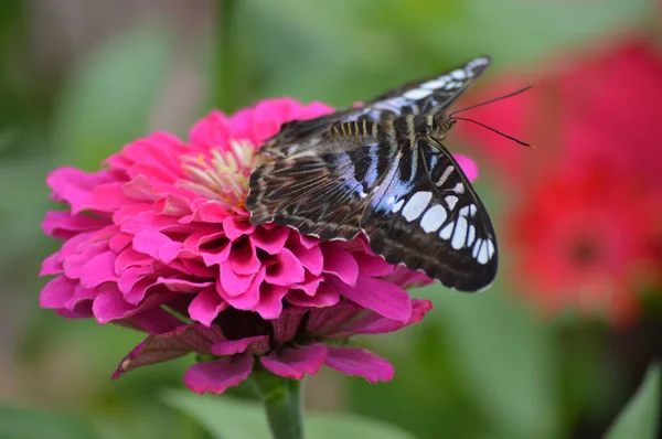 Papillon dans le jardin — Photo