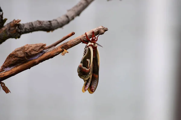 Papillon de nuit sur une branche — Photo