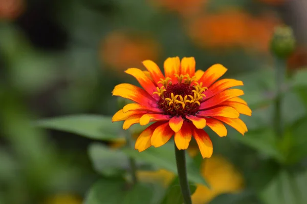 ジニアの花 — ストック写真