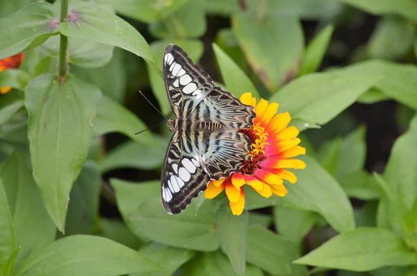 Papillon dans le jardin — Photo