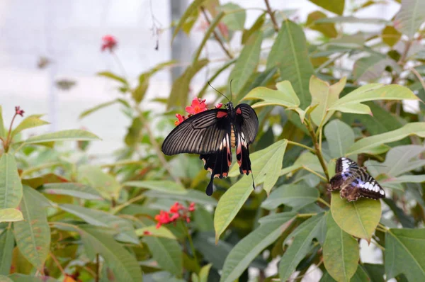 Πεταλούδα στον κήπο — Φωτογραφία Αρχείου