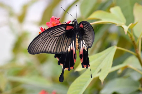 Schmetterling im Garten — Stockfoto