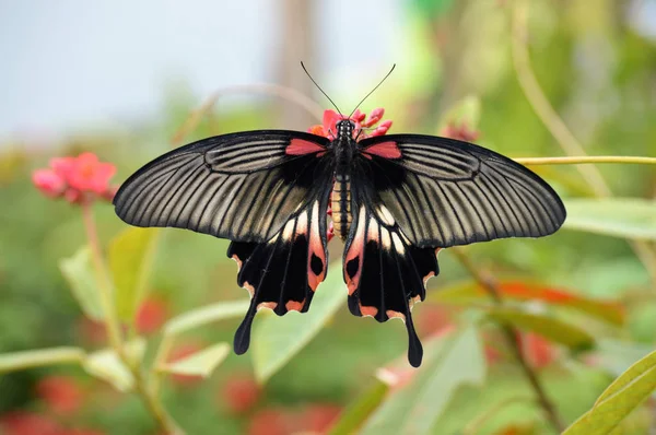 Motyl w ogrodzie — Zdjęcie stockowe