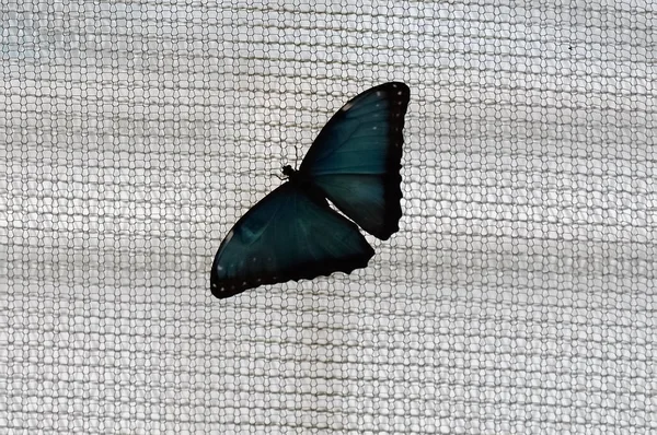 Mariposa en el jardín — Foto de Stock