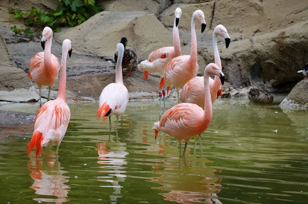 Flamingos na água — Fotografia de Stock