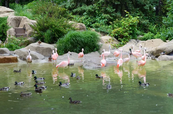 Flamingos in the Water — Stock Photo, Image