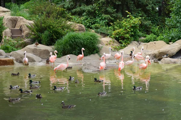 Flamingos i vattnet — Stockfoto