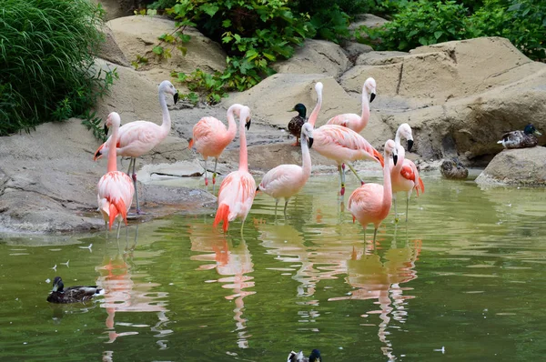 Flamingos na água — Fotografia de Stock