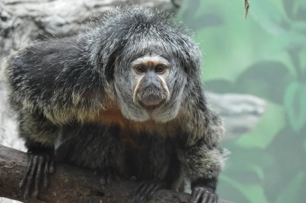 Een Saki aap — Stockfoto