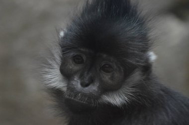Francois Langur maymun