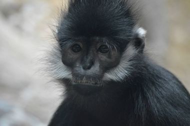 Francois Langur maymun