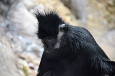 Francois Langur maymun
