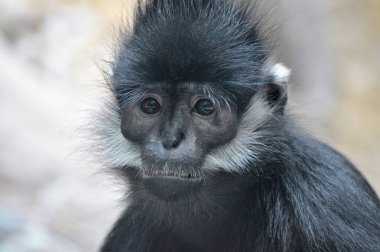Francois Langur maymun