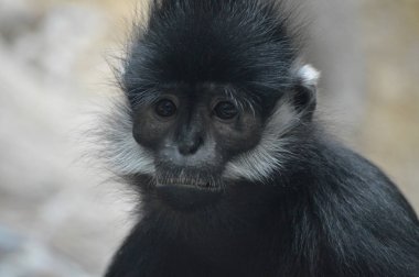 Francois Langur maymun