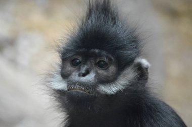 Francois Langur maymun