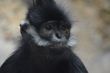 Francois Langur maymun
