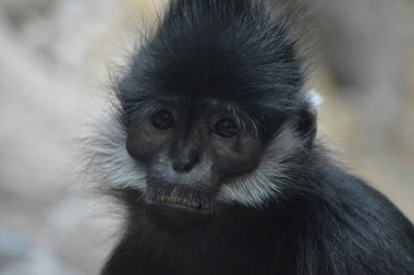 Francois Langur maymun