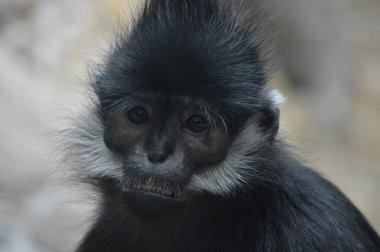 Francois Langur maymun