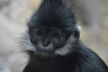Francois Langur maymun