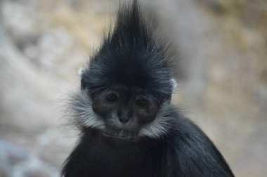 Francois Langur maymun