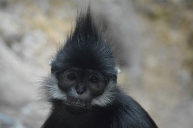 Francois Langur maymun