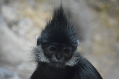 Francois Langur maymun