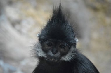 Francois Langur maymun
