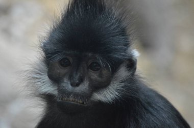 Francois Langur maymun