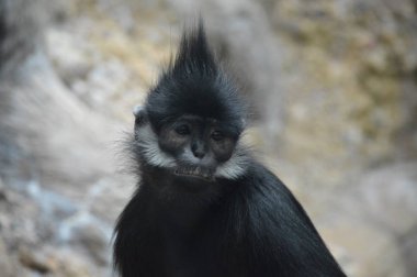 Francois Langur maymun