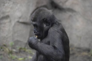 Bir bebek goril