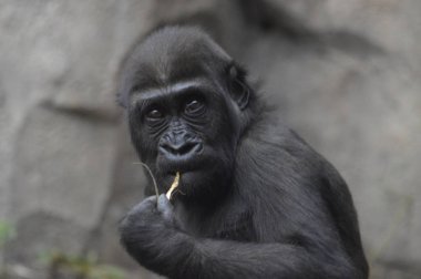 Bir bebek goril