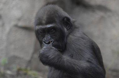 Bir bebek goril