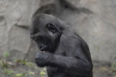 Bir bebek goril