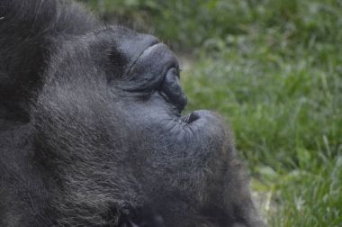 Bir erkek goril