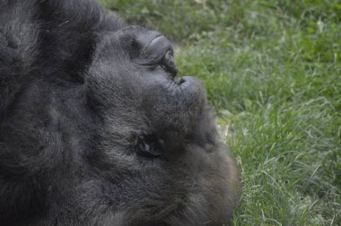 Bir erkek goril