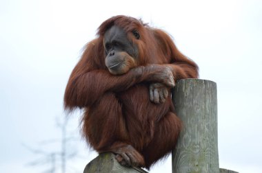 Meraklı bir Orangutan