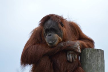 Meraklı bir Orangutan