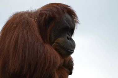Meraklı bir Orangutan
