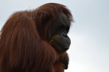 Meraklı bir Orangutan